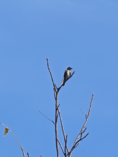 Olive-sided Flycatcher