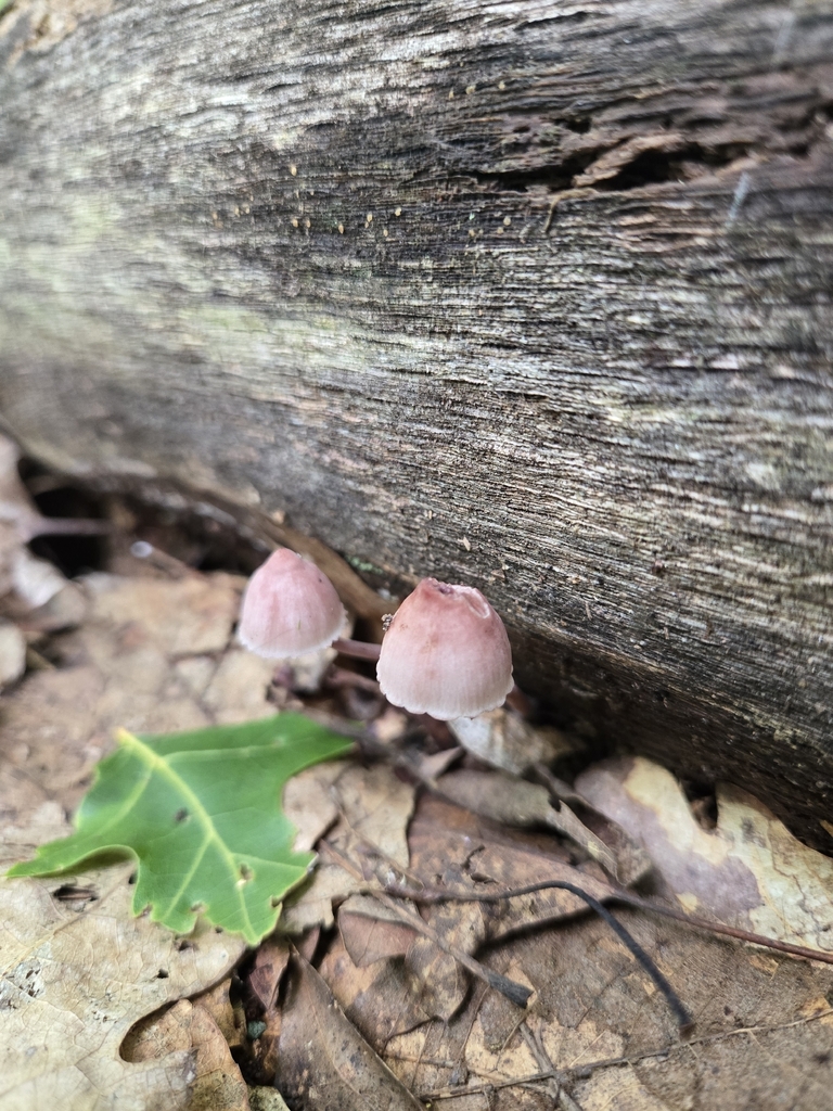 Bleeding Fairy Helmet · September 2026 · photo: Photo: (c) Alexander Diaz, some rights reserved (CC BY) · iNaturalist