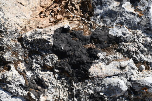 Placynthium nigrum