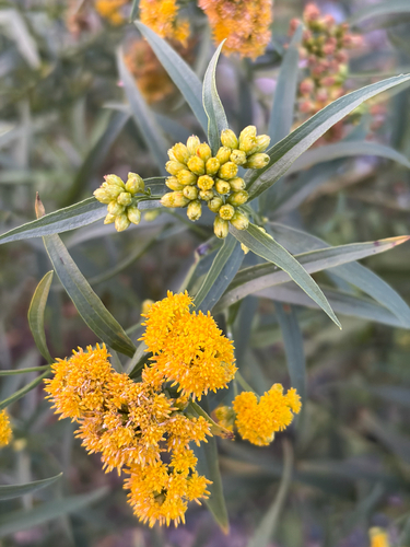 flat-topped goldenrod