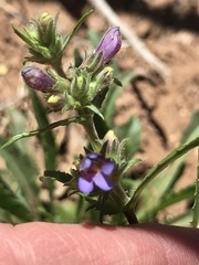 Penstemon pinorum
