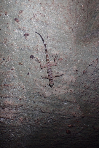 Cnemaspis kendallii observed 2026-08-19