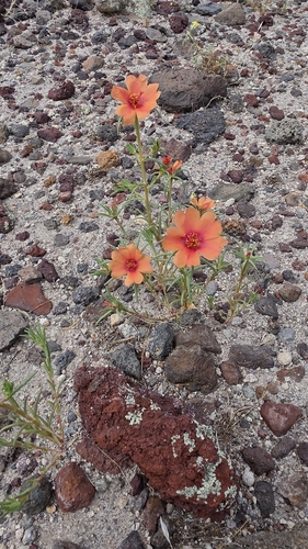 shrubby purslane