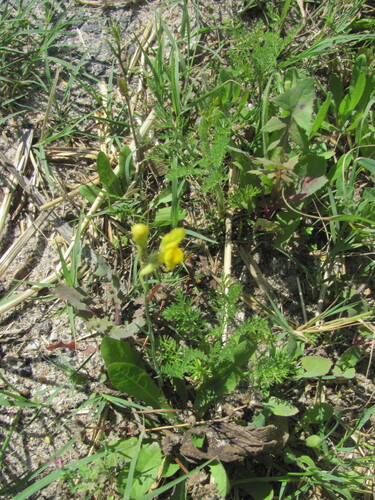 Linaria spartea, photograph 1