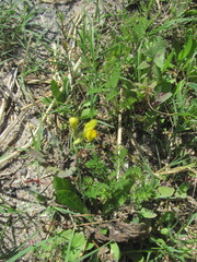 Linaria spartea, photograph (c) zebedeugalinha, some rights reserved (CC BY)