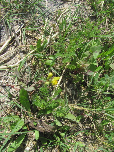 Linaria spartea, photograph 3