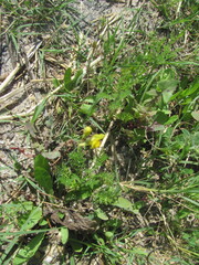 Linaria spartea, photograph (c) zebedeugalinha, some rights reserved (CC BY)