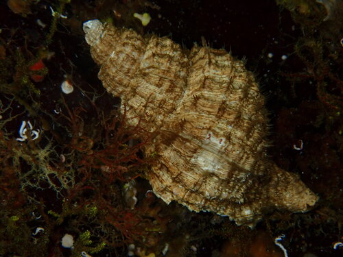 Fusitriton oregonensis observed 2026-09-07