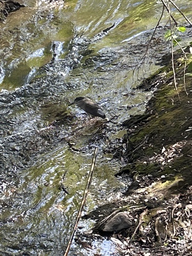 iNaturalist image