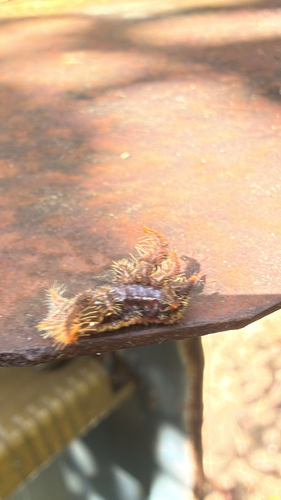 Hag Moth