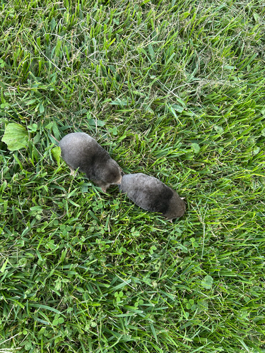 Eastern Mole observed by amills9418