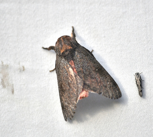 Syssphinx hubbardi