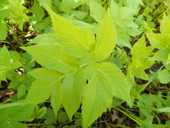 Aegopodium podagraria