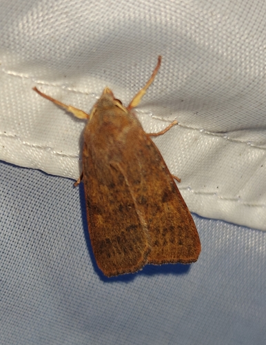 Flounced Chestnut