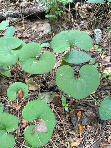 Asarum canadense, photograph 4