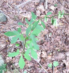 Nabalus trifoliolatus
