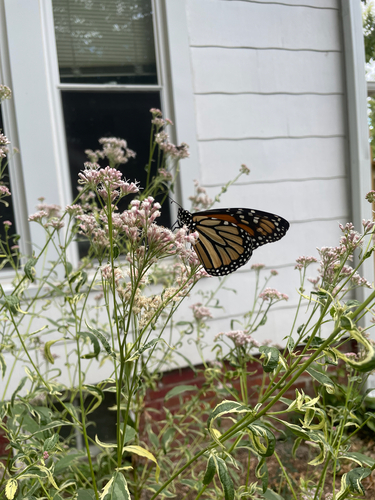 Monarch