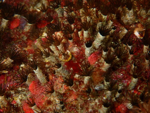 Dodecaceria observed 2026-09-07