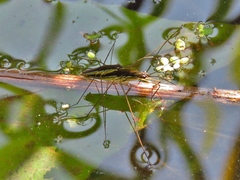 Limnoporus canaliculatus
