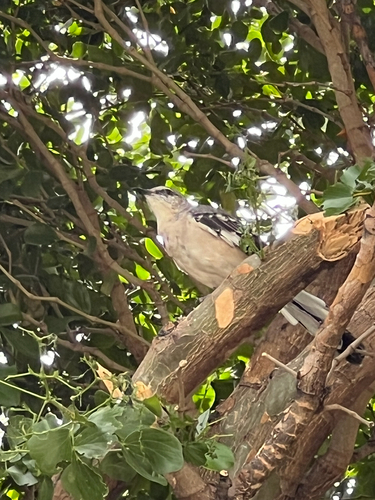 Northern Mockingbird