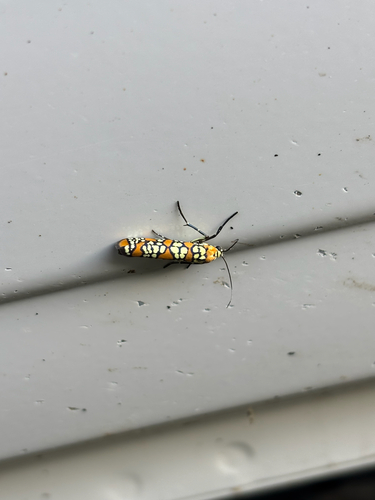 iNaturalist observation photo of Ailanthus Webworm Moth