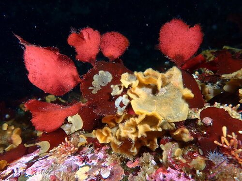 Opuntiella californica observed 2026-09-07