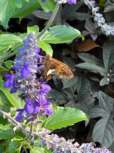 Silver-spotted Skipper