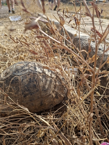 Greek Tortoise