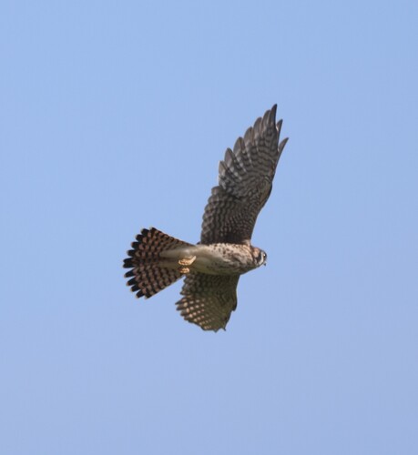 American Kestrel