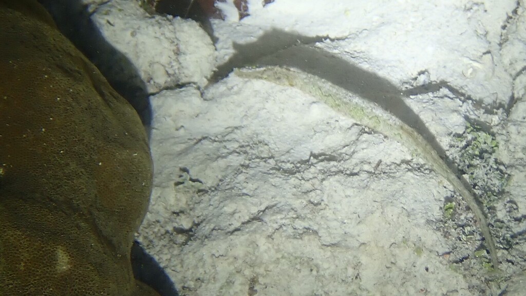 Alligator pipefish