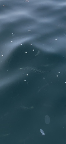 Atlantic Mackerel