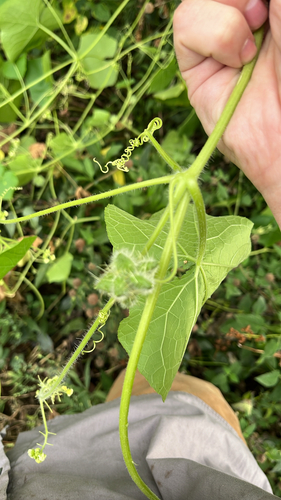 Oneseed Bur Cucumber