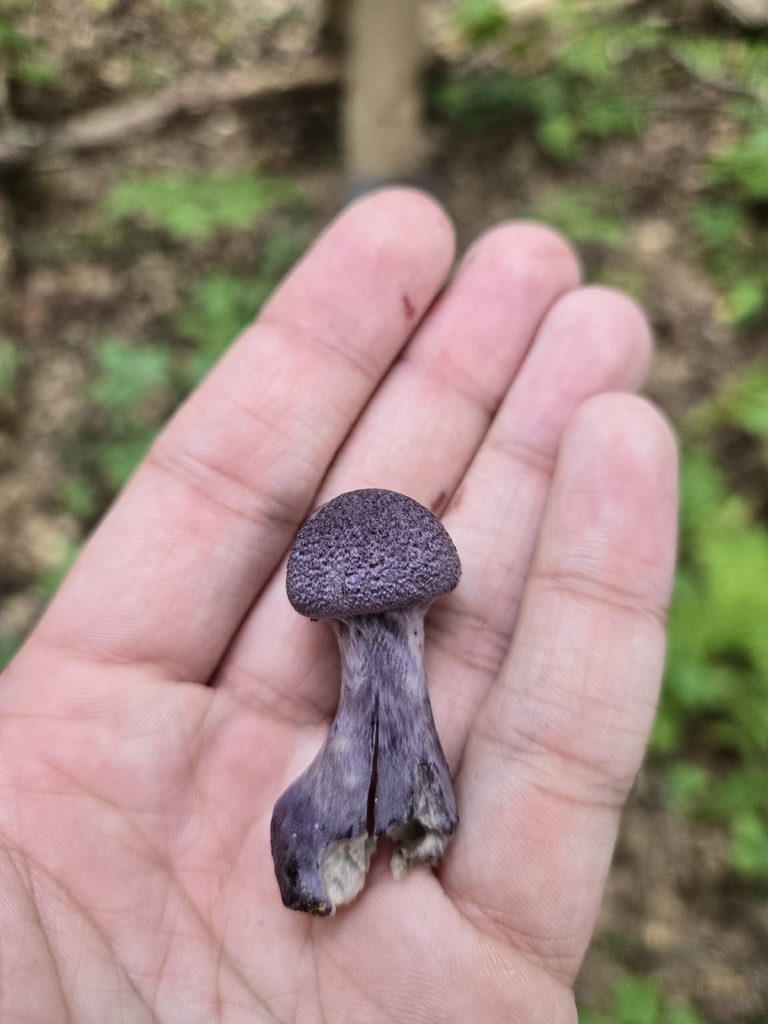 violet webcap · September 2026 · photo: Photo: (c) Alexander Diaz, some rights reserved (CC BY) · iNaturalist