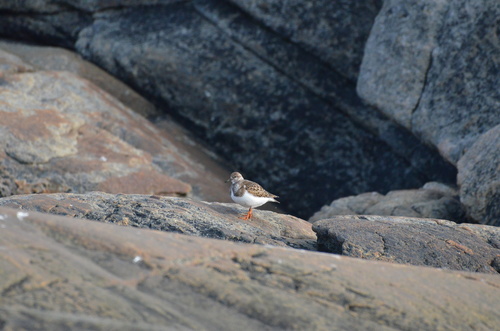 Ruddy Turnstone