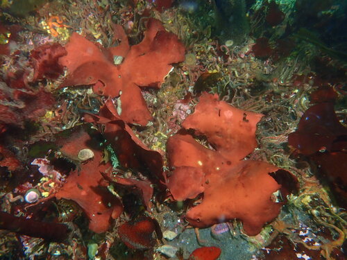 Constantinea, 2026-09-07