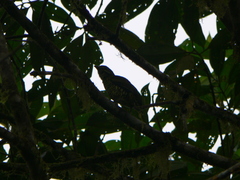 Ampelioides tschudii