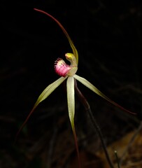 Caladenia oenochila, photograph (c) Peter Crowcroft, some rights reserved (CC BY)