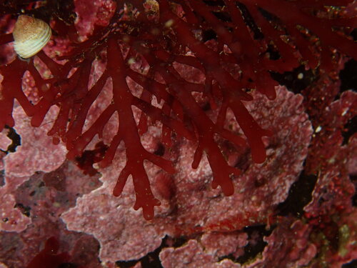 Osmundea spectabilis observed 2026-09-07