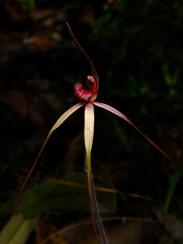 Caladenia oenochila, photograph 3