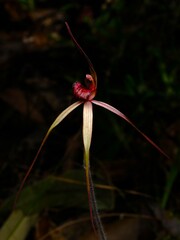 Caladenia oenochila, photograph (c) Peter Crowcroft, some rights reserved (CC BY)