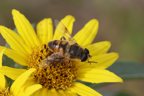 Common Drone Fly