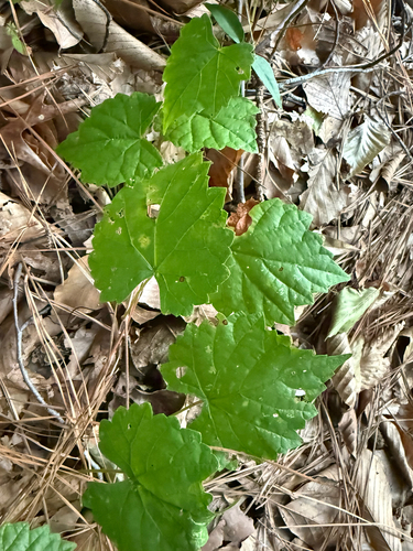muscadine
