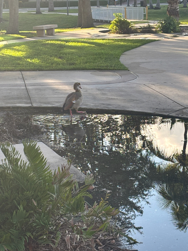 iNaturalist image