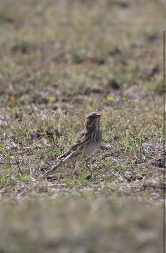 Vesper Sparrow