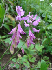 Polygala comosa