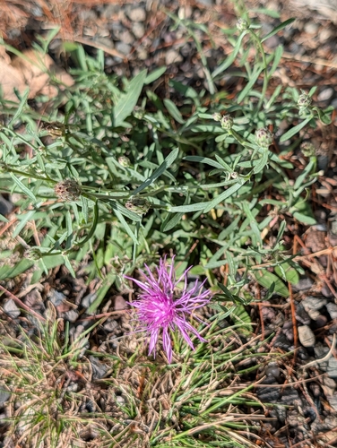 spotted knapweed
