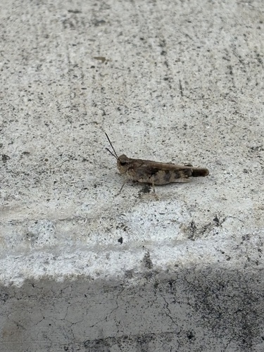 Southwestern Dusky Grasshopper