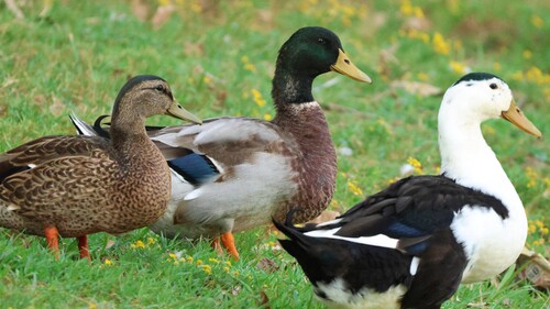 iNaturalist image