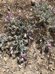 Astragalus utahensis