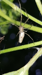 Tetragnatha